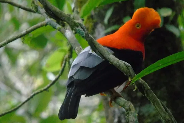 Salento's Endemic Birding Adventure: Discover Colombia's Hidden Gems!