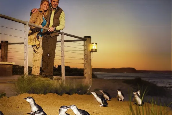 Phillip Island Penguin Parade: An Unforgettable Wildlife Encounter