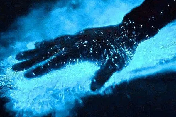 Bioluminescence Boat Tour: Sunset & Marine Sanctuary