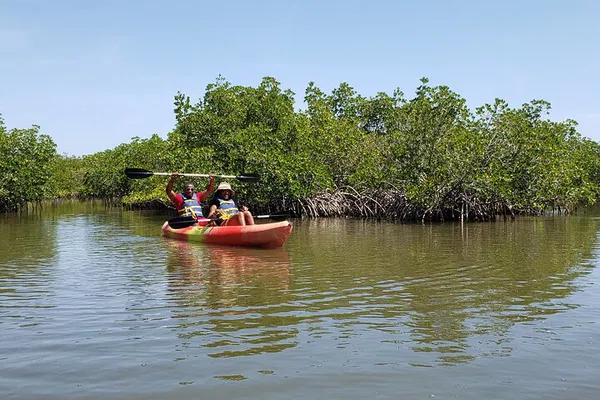 New Smyrna Beach Kayak Ecotour: Dolphins & Birds