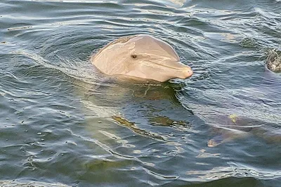 Shell Key & Dolphin Adventure: Your Private Florida Escape!