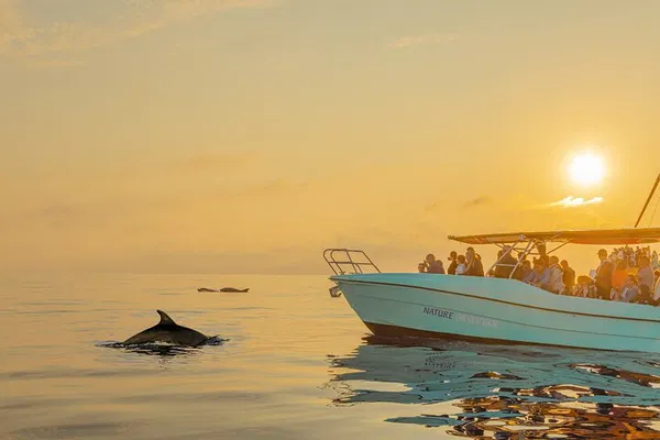 Dolphin Watching Boat Tour: Guaranteed Sighting!