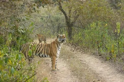 Embark on a Wild Adventure: Full-Day Ranthambore Tiger Safari from Jaipur