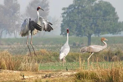Embark on an Agra Adventure: Jeep Safari for Sarus Cranes at Chambal!