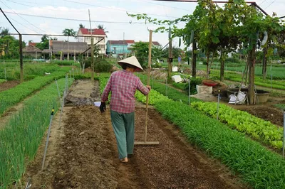Hoi An Culinary Adventure: Cycle, Cook & Savor Authentic Vietnamese Flavors