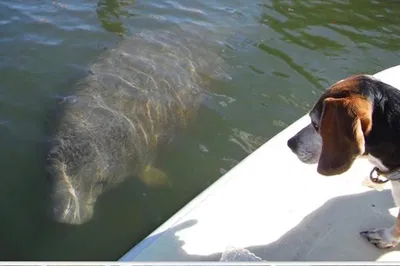 Discover Lovers Key: A Mangrove Eco-Adventure with a Master Naturalist!