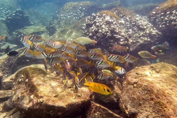 Discover the Underwater World: Beginner Scuba Diving Adventure in Ko Kut