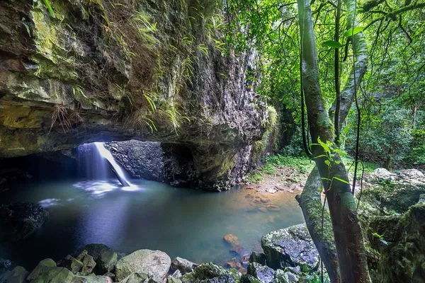 Enchanting Rainforest Escape: Springbrook & Tamborine Glow Worm Adventure