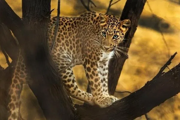 Jaipur's Royal Retreat: A Day of Heritage, Cycling, and Light