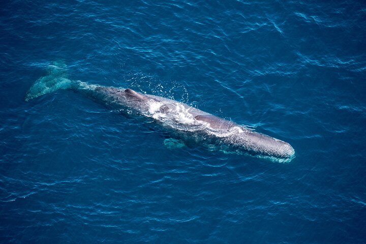 Kaikōura's Whale Watch Premier: A Breathtaking Aerial Marine Safari