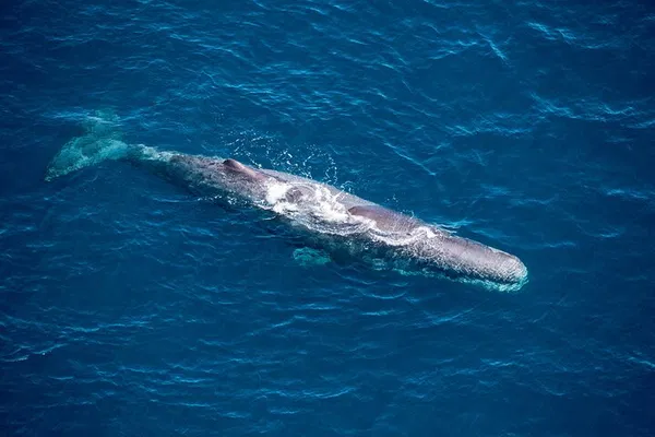 Kaikōura's Whale Watch Premier: A Breathtaking Aerial Marine Safari