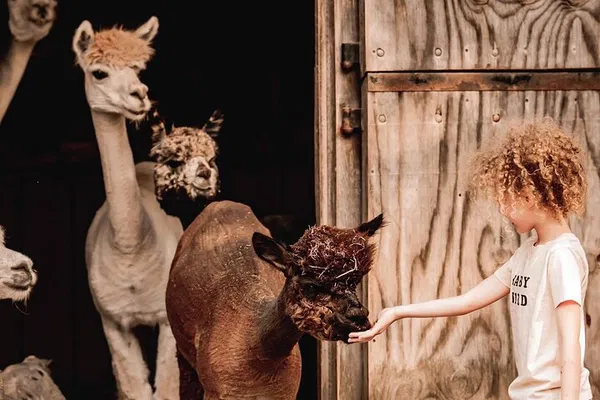 Alpaca & Llama Walk: Meet, Greet, and Trek!