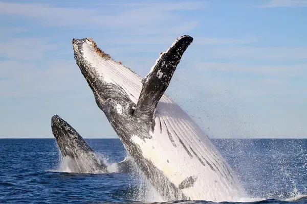 Newcastle Whale Watching Tour: See Humpbacks!