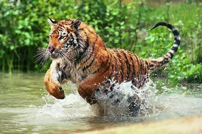 Unforgettable Ranthambore Tiger Safari: A Delhi Adventure!