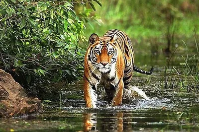 Unforgettable Indian Adventure: Golden Triangle & Ranthambore Tiger Safari