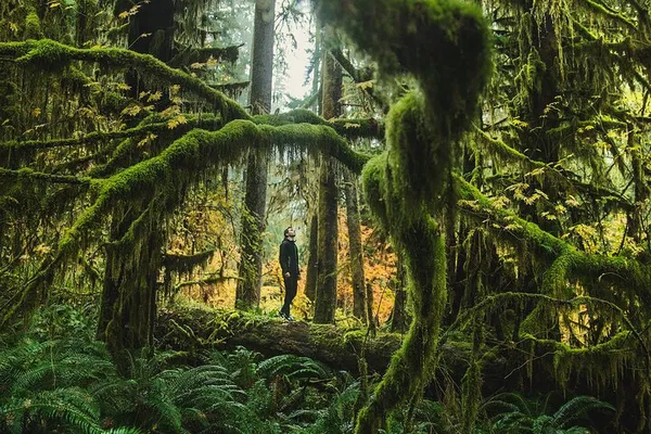 Olympic Park Private Tour & Hike: Hoh Rainforest & Coast