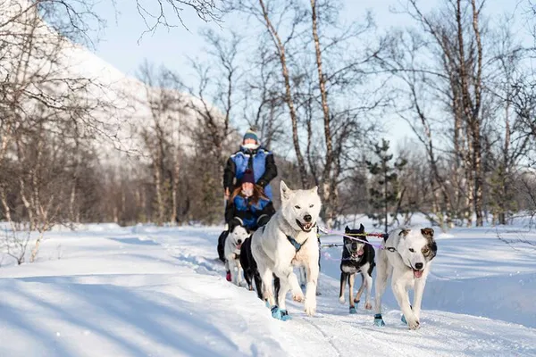Thrilling Tromsø: Fun & Easy Dog Sledding Adventure Under the Arctic Sky