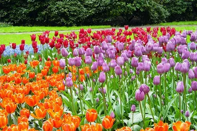 Uncover Keukenhof's Floral Spectacle: A Private Tour from Amsterdam