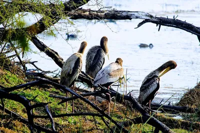 Discover Keoladeo National Park: A Birdwatcher's Paradise Day Trip from Delhi
