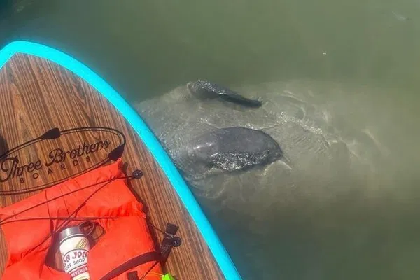 St. Augustine's Aquatic Wonders: Dolphin, Manatee & Sea Turtle SUP Adventure!
