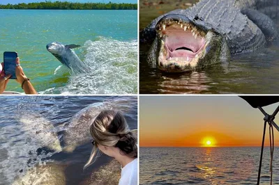 Manatee & Dolphin Sunset Cruise: 10,000 Islands