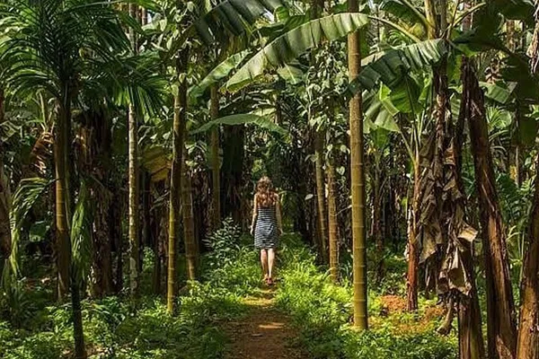 Enchanting Goa: Butterfly Sanctuary & Spice Plantation Private Tour