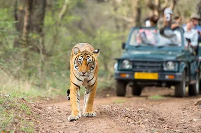 Rajasthan Adventure: 4-Day Agra, Ranthambore & Jaipur Tiger Tour