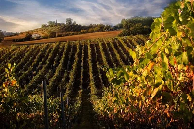 Tuscany's Treasures: Florence, Siena & San Gimignano Private Tour with Wine Lunch