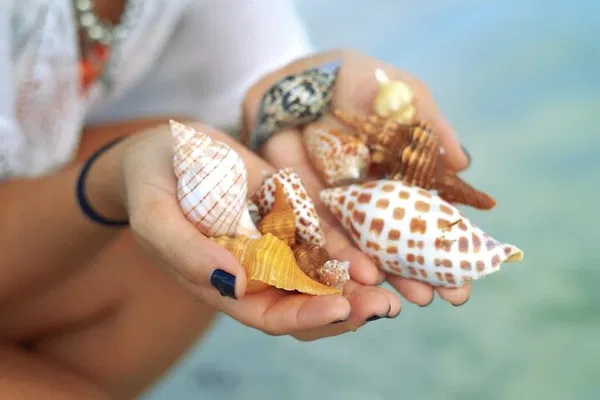 Kice Island Shelling: 4-Hour Beachcombing Adventure