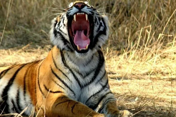 img0