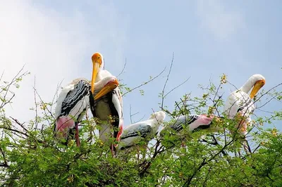 Unveiling India's Majesty: 7-Day Golden Triangle & Bharatpur Bird Sanctuary Tour