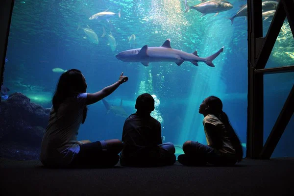 Maui Ocean Center: Skip the Line & Dive In!