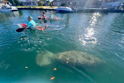Crystal River's Clear Kayak Adventure: Witness Manatees Up Close!