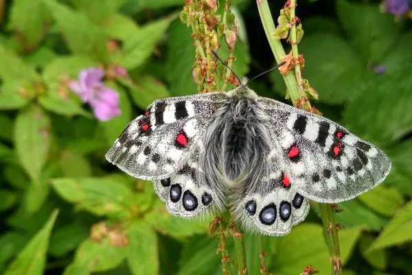Valley of Flowers Trek: Himalaya's Paradise!