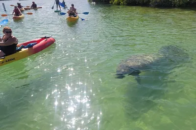 Raccoon Island SUP/Kayak Mangrove Tour
