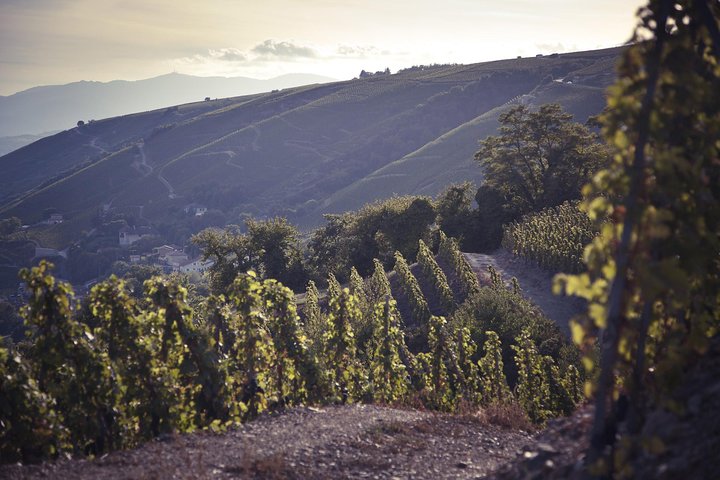 Unveiling Rhône Valley's Terroir: A Private Wine Tasting Odyssey from Lyon