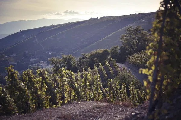 Unveiling Rhône Valley's Terroir: A Private Wine Tasting Odyssey from Lyon