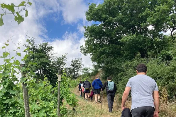 Hike & Wine: Côte-Rôtie & Condrieu Vineyard Tour