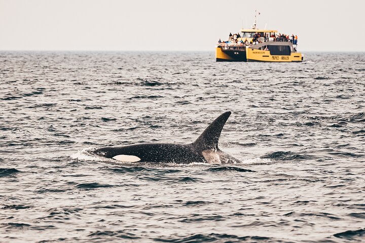 Victoria Whale Watching: FREE Photos & Sightings!