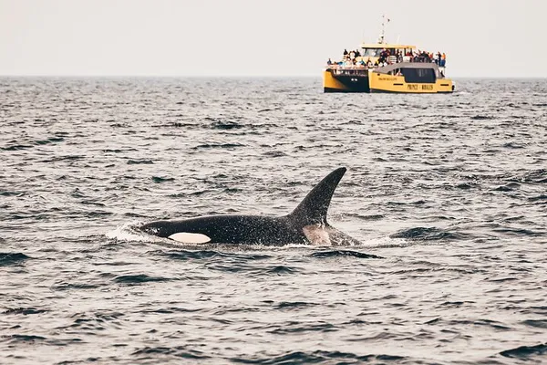 Victoria Whale Watching: FREE Photos & Sightings!