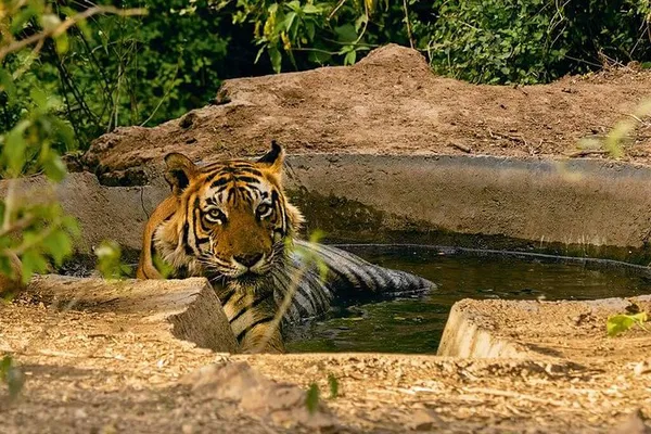 Sariska Tiger Reserve: Private Safari Adventure for Unforgettable Wildlife Encounters