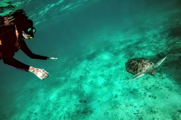 Akumal's Aquatic Adventure: Private Cenote & Turtle Snorkel