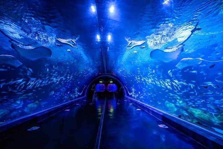 Dive into Wonder: Explore Phuket's Underwater World & Illusionary Art!