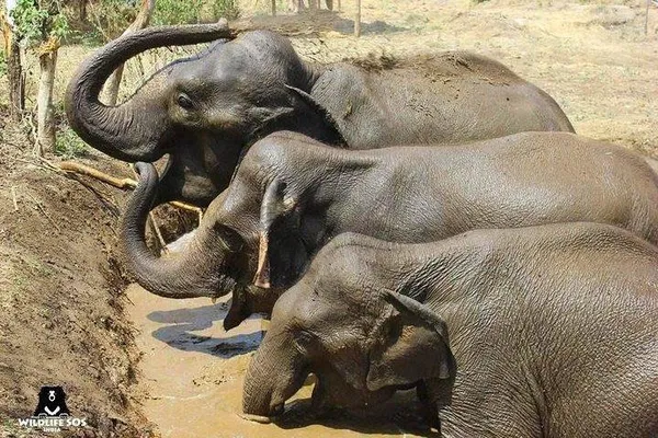 Ethical Wildlife Encounters: Agra's Elephant & Bear Rescue Tour