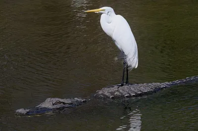 Discover Florida's Wild Side: Eco Tour, Lunch & Moonshine Adventure