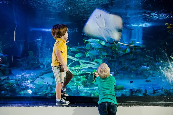 Dive into Wonder: Explore SEA LIFE Aquarium Grapevine's Underwater World!