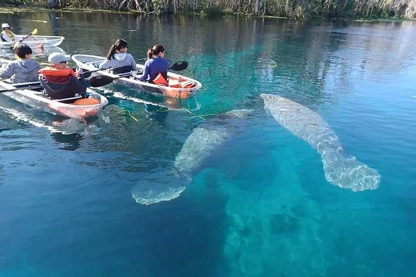 Glide Through Silver Springs: A Clear Kayak Manatee Encounter