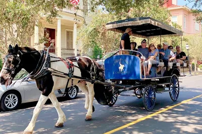Step Back in Time: Charleston's Enchanting Horse & Carriage Tour