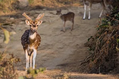 Taj & Tiger Adventure: 3-Day Cultural & Wildlife Safari from Delhi
