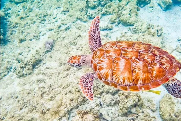 Tulum: 5H Private Catamaran Tour w/Snorkeling & Lunch